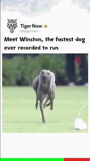 Meet Winston, the fastest dog ever recorded to run