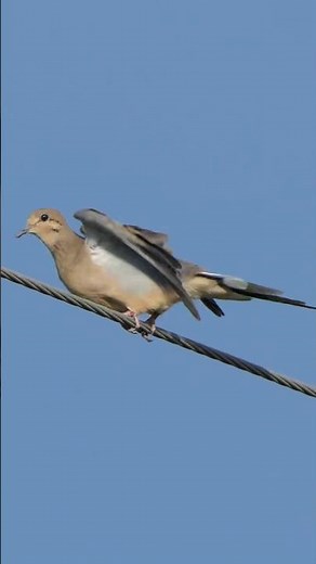 Mourning Dove takes off from utility line