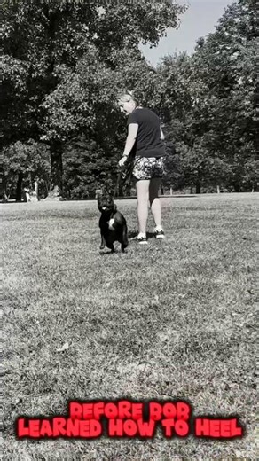 Be Like Bob: Before & After Heel Training Success