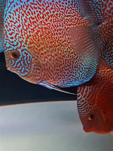 🔥 RED & BLUE 🔥 | ikan hias discus fish | KV SAKURA | aquarium | aquascape fish | MAIN IKAN DISCUS #discus #aquarium #aquascape #fish #mainikan
