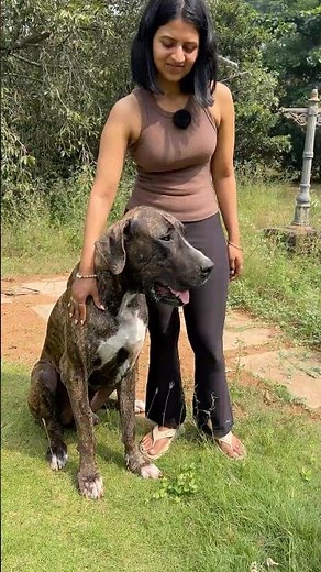 புல்லி குட்டா Bully Kutta