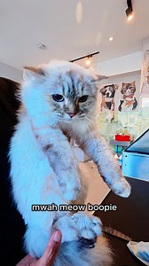 Pickle the Laundromat cat is back 🤍 The Laundromat cat Pickle is back looking good and a happy cat. She's settled at her new home nicely and now is gaining weight. Lucky kitty cat, Lucky owners. https://www.youtube.com/playlist?list=PLJmZF8FhTpPKGqRDSGoq_On2kNrxiW96a Merch ( new designs available ) https://murder-mittens.printify.me/ Bailey Brush Cat Brush https://baileybrush.com/thecalmcatwhisperer | The Calm Cat Whisperer