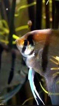 Ultimate Guide to Freshwater Angelfish: Care, Tank Setup, and Tips
