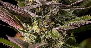 Blue Kush – Buy Blue Kush feminized cannabis seeds