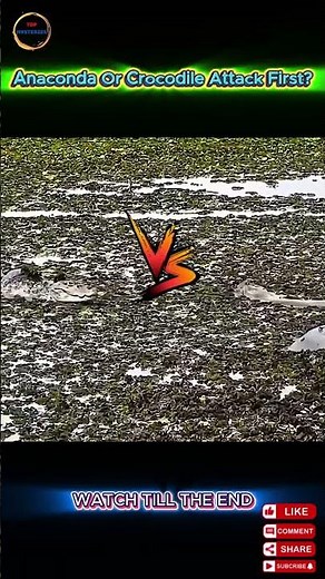 Was This Crocodile Ready for an Anaconda Attack?