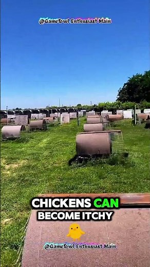 My Life with Chickens: Feeding, Coop Setup, and Daily Care Routine!