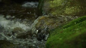 泡立つ渓流の流れ