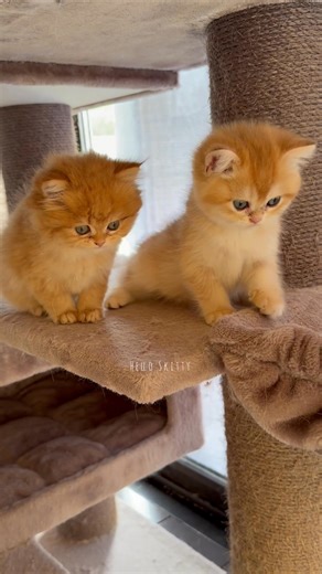 kittens 🥰 #cat #cats #kittens #adorable #cuteness #heartmelting #purelove #pets #fyp #foryou #kittenoftheday #reels #reelsfb #kittensofinstagram #cutekitten #KittenLove #AdorableCats #CatLovers | Hello Skitty