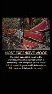 The World’s Most Expensive Wood 😳 Costs ₹7 Lakh Per Kg!