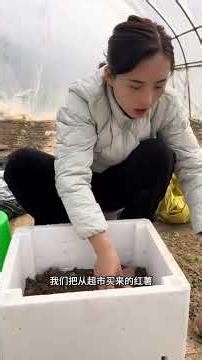 Master Sweet Potato Seedling Cultivation Techniques