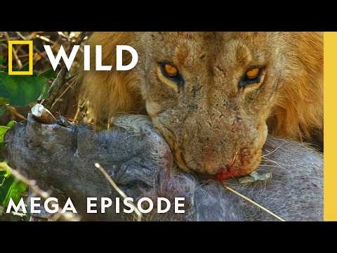 Savage Kingdom: Sacrifices & Power Struggles | Animal Documentary