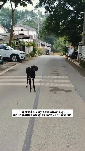 I spotted a very thin stray dog, and it walked away as soon as it saw me. I approached it slowly and gave it some food. We decided to take it to the pet hospital, and then…#rescue #animals #dog | Woof Woof Welcome
