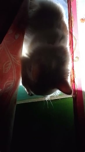 kaet subuh nek kene kutinggal jogging plg jogging masih disini😺🥳