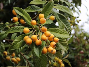 How To Grow And Care For Loquats - Bunnings New Zealand