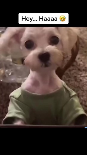 hey🤣🤣#xuhuong #xuhuongtiktok #funny #fyp #cute #pet