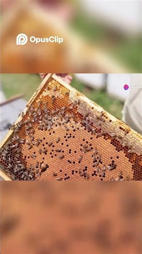 How far can a bee fly? #Viral #Entrepreneurship #BeekeepingBusiness
