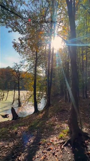 📍The Dorouk swamp | Iran,Mazandaran province,Kelardasht#offroad #camping #nature #travel