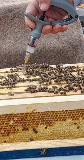 Fără puiet căpăcit, tratament antivarooa.