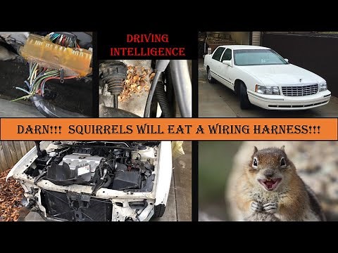 Squirrel Eating, Chewing Wires Of Car Engine Harness & Stopped Wreck Repair: Deville Series Part 15