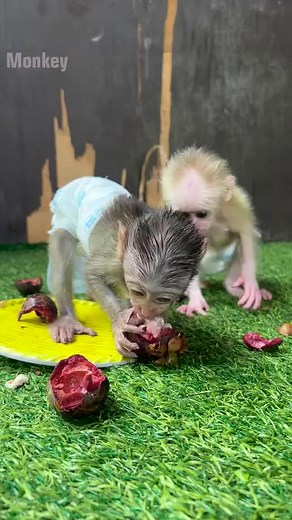 Adorable Baby Monkeys Fighting Over Food | Funny Monkey Moments