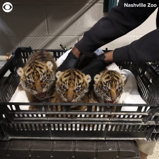 464K views · 27K reactions | CUB CHECKUP:  Three baby Sumatran tigers received a medical checkup at the Nashville Zoo. The zoo said the nearly three-week-old cubs weighed around six pounds each and are healthy.  | KENS 5 & Kens5.com | Facebook