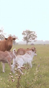 27K views · 1.2K reactions | The award for best dance moves on the ranch goes to… ️: Paige Wallace | V8 Ranch | Facebook