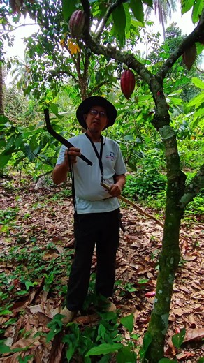 Practical cacao farming