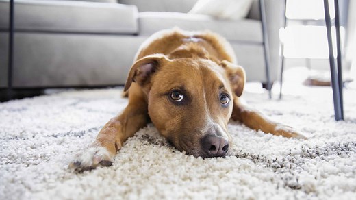6 Reasons Your Dog is Scratching the Carpet