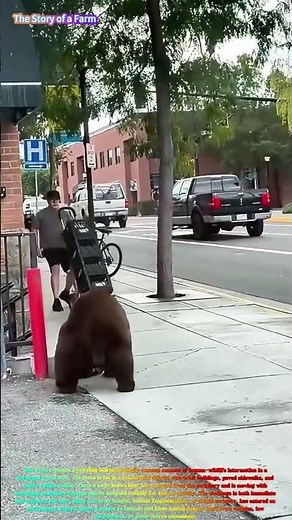 Watch a Large Brown Bear Casually Wander Through a City Street and Parking Lot! 🐻🏙️