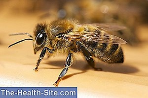 Apis Mellifica: Učinci I Primjene 💊 Znanstveno-Praktični Medical Journal - 2025