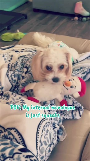 Tinsel is still tearing it up! How cute is this little cockapoo? #rescuepup #littledoodle #minidoodle #playtimepups