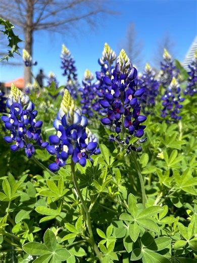 Want bluebonnet blooms in your yard next spring? Plant them now!