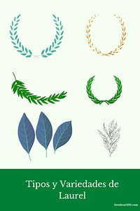3 Tipos Y Variedades De Laurel (Estos Te Interesan) - Sembrar100