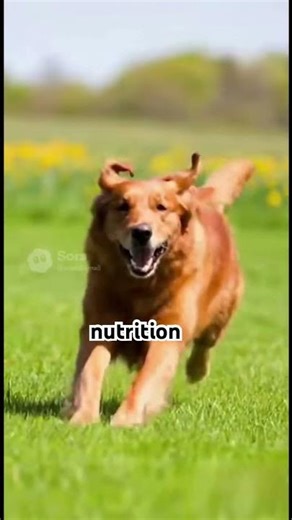 Max is living life now 🥺 #savethemall #animalrescue #puppy