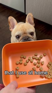 4.9K views | Ollie delivers fresh, healthy dog food made with real ingredients straight to my home! | Vocal | Facebook