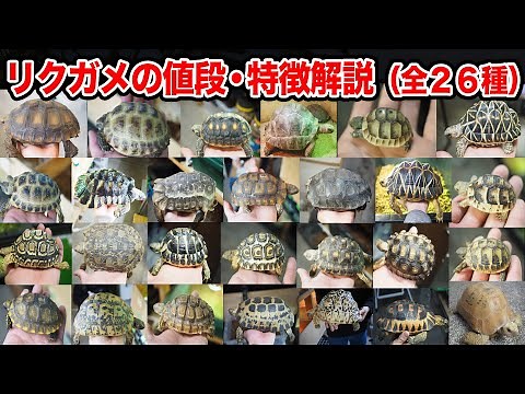 [Explanation of land turtle species ①] A must-see for those who want to keep turtles and beginner...