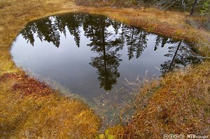 Myr er mer enn mygg og multer - Biologi 1 - NDLA