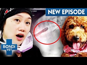Puppy's Abnormal Heart: Life-Saving Implant Surgery! | Coast To Coast S7E4 | Bondi Vet