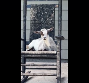 Goats Relax In Front Porch Rocking Chairs