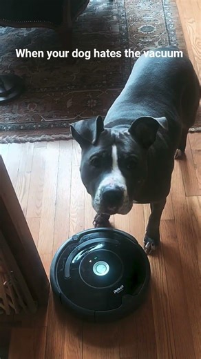 She hates the iRobot #irobot #dog #irobotroomba #pitbull