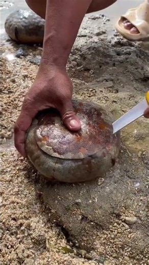 Opening a Horseshoe Crab! 🌊 Untouched Ocean Mystery #viral
