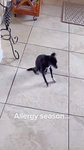 6.6K views · 171 reactions | Dog sneeze compilation  | Mr Abdihafid | Facebook