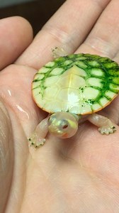 44M views · 1M reactions | Her dad can't believe how huge she is now — and she flaps her arms whenever he comes near her tank  | Soulmates | Facebook