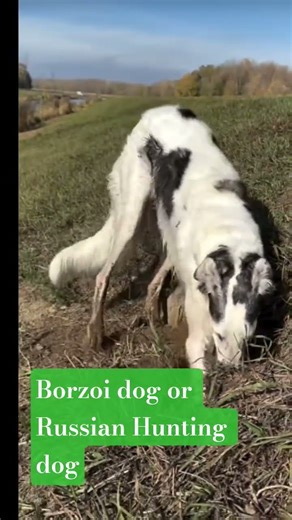 The Borzoi is a sleek and speedy type of hound dog called a sighthound#shorts#youtube #subscribe