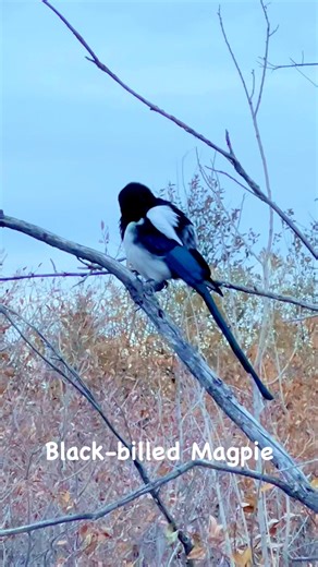 Black-billed Magpies are slightly larger than jays with much longer, diamond-shaped tails and heavier bills. #calgary, #Alberta, #canada, #birds, #nature, #wildlife, #naturelovers, | Johnson Aquino