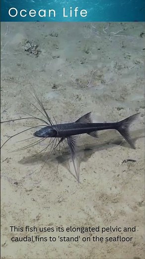 SpiderFish🕷️🐟Documentary#shorts #shortsfeed #spiderfish #fish #documentary #explore #oceanlife #fyp