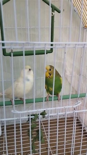 Most Beautiful Australian Parrots You’ve Ever Seen 😍 #shorts