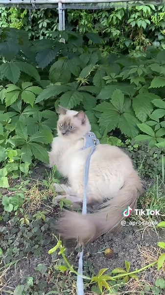 LPS Series Season 2 Episode 1 Review