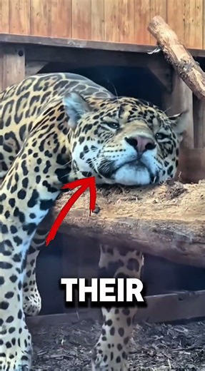 Why Jaguars Are Insanely Fast #facts# #animals #jaguar #shorts