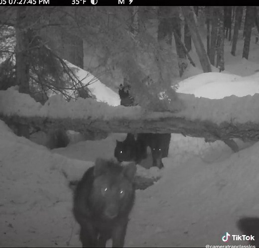 Wolves Reacting to Cameratrap: A Sneak Peek into Gamecamera Data